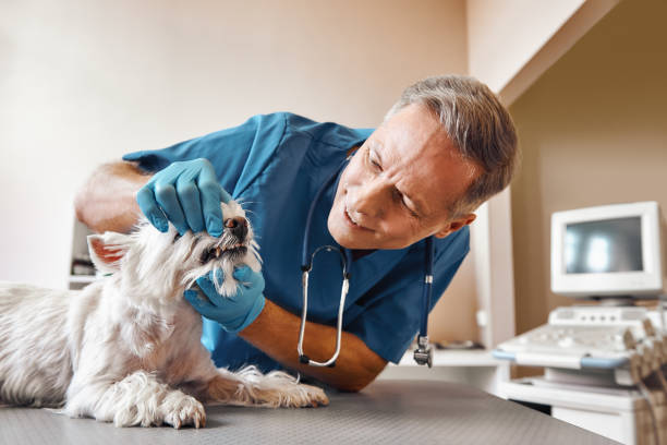 Best 24-Hour Emergency Dentist in Jean Fitte, LA